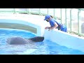 なつかしいペア　happyランちゃん【2021年7月12日】orca performance kamogawa sea world japan