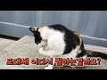 sub 두달만에 나타난 길고양이 밥챙겨주기