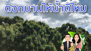 ทำสวนลำไยให้น้ำตอนดอกบาน