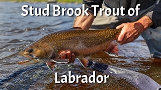 Crooks Lake Lodge - Labrador Brook Trout