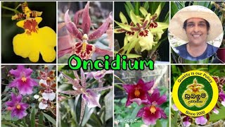 💐Oncidium Orchid Propagation | Easy Steps for Growing More Orchids at Home #orchids#plants #flowers