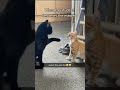 When The Student Becomes The Master tiktok adoseofcats