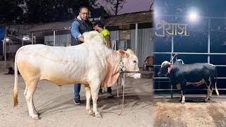 জানুয়ারীতে আমাদের টারজান, কাবলি, ভুট্টু, মোজা আর উড়াল মুরগী 👍 Proyash Agro Farm