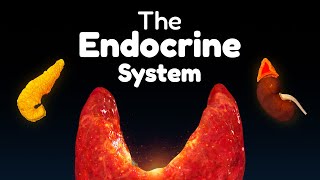 The Entire Endocrine System in 45 minutes