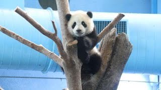 20210122 圓寶架上磨很久 圓圓擁睡想開溜 Giant Panda Yuan Yuan \u0026 Yuan Bao