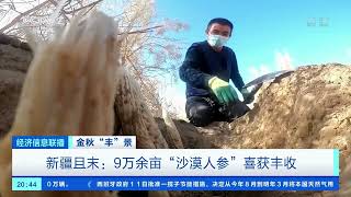 [经济信息联播]金秋“丰”景 新疆且末：9万余亩“沙漠人参”喜获丰收|CCTV财经