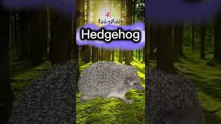 Animal Puzzle for Kids - Hedgehog and Its Sound