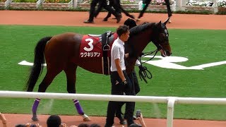 ワグネリアン、神戸新聞杯のパドック。現地映像、阪神競馬場