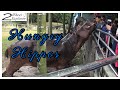 Feeding HUNGRY Hippos at Paya Indah Wetlands | 2 Wheel Explorer [Visit Malaysia]