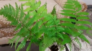 Amazing  Indoor Plants/ വീടിനുള്ളിൽ വളർത്താൻ അതിമനോഹരമായ പനനൽ ചെടികൾ/green's  FHa/