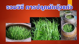 รวมวิธีการปลูกผักบุ้งแก้ว แบบง่ายๆ|โอ่ง|สั่งซื้อเม็ดผักบุ้งแก้ว 0987874993โปรพิเศษ ซื้อ 3แถม 1