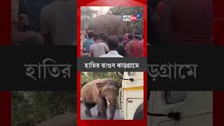 Elephant Rampage on the National Highway of Jhargram | Sangbad Pratidin