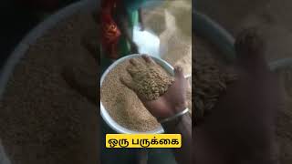 ஒரு பருக்கை #அரிசி #விவசாயி #நெல் #trending #viralvideo #shortvideo