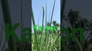 #karyon #organic #farming #orycane #brand #result #viral #video #sanjaykumar #surywanshi #