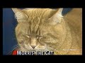 Morris the Cat Interview (September 17, 1987)