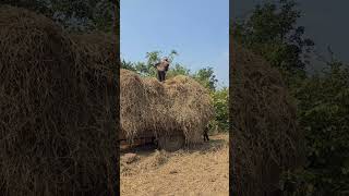 గడ్డి లోడ్ కిరాయి #raghutractorvlogs #best #tractor #trending #reels