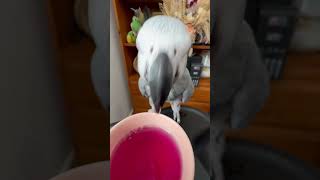 This parrot makes herbal tea look plucking delicious