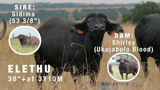 Elethu - Buffalo Heifer from Woody Cape Wildlife