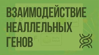 Взаимодействие неаллельных генов. Видеоурок по биологии 10 класс