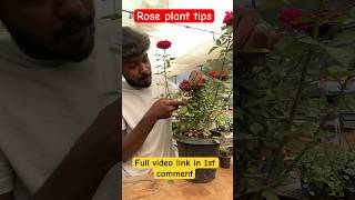 ரோஜா செடி நல்லா வளர இதை பண்ணுங்க /rose plant tips Tamil