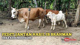 PEDET JANTAN SUPER HASIL IB BRAHMAN