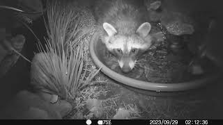 2023 0929 raccoons are back a couple of hours later - who moved the camera??!!??