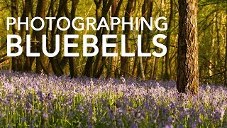 Photographing Bluebells