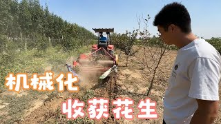 农村地里花生收获，机械化速度真是快，两亩地，半小时就完工了！【我的农村365】