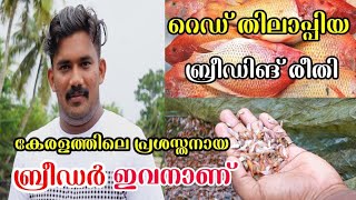 റെഡ് തിലാപ്പിയ വളർത്തൽ | മീൻ വളർത്തൽ | Red Thilapia Fish Farming | Kairali Thilapia Fish Farm Kerala