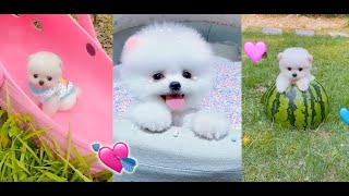 小狗有趣和可愛的博美犬視頻＃1 [Puppies of the Funny and Cute Pomeranian Videos] - 抖音 Douyin (TikTok)