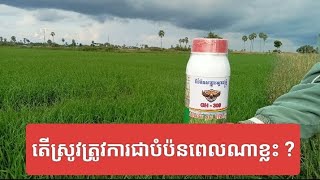 តើដំណាំស្រូវត្រូវការជីបំប៉ននៅពេលណាខ្លះ !!!