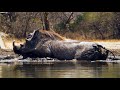 Life at the Waterhole Episode 1 PREVIEW