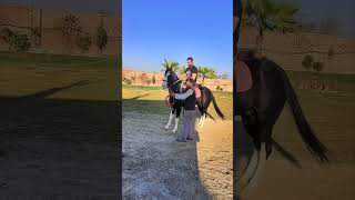 Horse Training and controlling #horseriding #horse #nezabazi #adventure #horsetraining