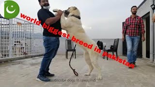 World Biggest dog breed in pakistan |Central Asian Ovcharka