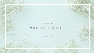 【うさぎの幸と福】うさにっき　～生後50日～