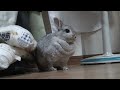 鼻をひくひくさせるうさぎ【ハイビジョン】 nose of the rabbit moving.