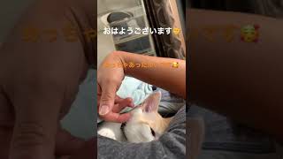 【もけもふちゃんねる】猫がお布団に入ってくるいい季節になってまいりました【猫とフェレット】