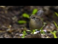 native plants support biodiversity why native plants matter ep.4