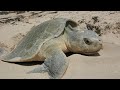 Facts: The Kemp's Ridley Sea Turtle