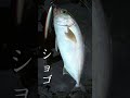 ジガロマッシブはカンパチに効きまくり！！　 釣り 磯 ocean fishing 地磯 ロックショア ショアジギング 海釣り 青物 palms 海 ジギング カンパチ 魚