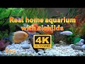 Real aquarium in 4K 🐠 Cichlids 🍀 3 hours