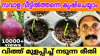 Onion Cultivation at home | സവാള നമ്മുടെ വീട്ടിലും കൃഷി ചെയ്യാം | Savala krishi | Savaala |