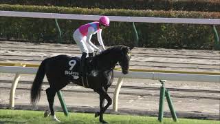 キングズレイン　シーズンリッチ　百日草特別　東京競馬場　2022 10 6 　第9レース