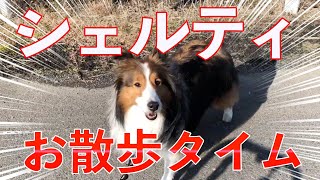 【シェルティ（Sheltie）】一緒に散歩を体験しよう。田んぼ道をブラブラ　｜ Paddy field stroll