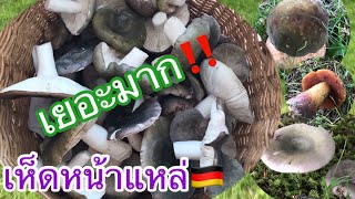 EP207เก็บ เห็ดหน้าแหล่ หรือเห็ดไค เห็ดผึ้งแม่มด ในเยอรมัน🇩🇪 ชีวิตคนไทยในเยอรมันเก็บของป่า