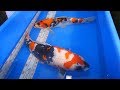 Showa - Koi Body Confirmation and Pattern Comparision