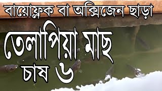 বায়োফ্লক বা অক্সিজেন ছাড়া ট্যাংকে তেলাপিয়া মাছ চাষ ৬ । তেলাপিয়া মাছ চাষ । মাছওয়ালা The Fisherman