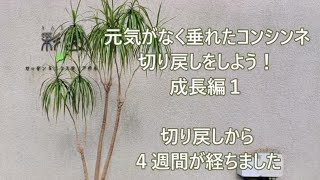 コンシンネ切り戻し　成長編１　（４週間が経ちました）