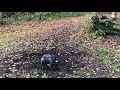 Blue Staffordshire Bull Terrier finds mud puddle in the forest