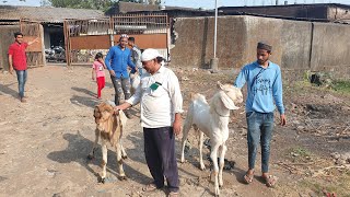 Big goats from Lucky goat farm | Bhiwandi | Famous for wholesale goats